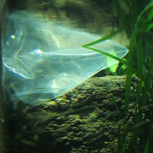 Turquoise Discus in the Jaguar House tank