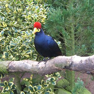 Lady Ross`s Turaco