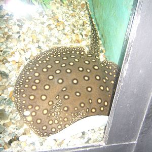 Ocellate River Stingray (Potamotrygon motoro)