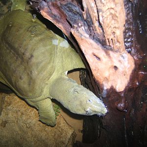 Chinese Soft-shelled Turtle