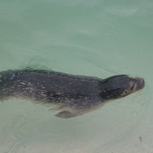 Harbor Seal