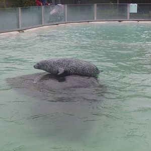 Seal Pool