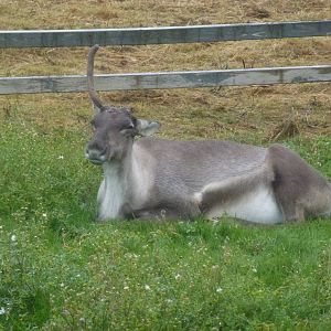 Reindeer