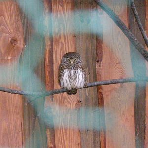 European pygmy owl