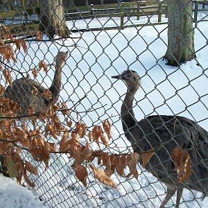 Rheas at Sewerby Zoo 5th February 2012