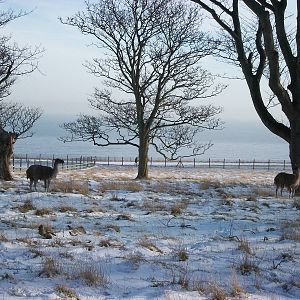 Guanacos, Sewerby cliff top paddock 5th February 2012