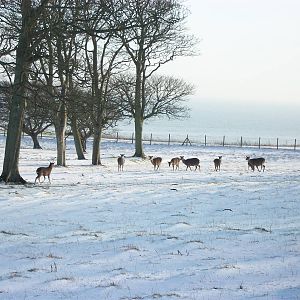 Formosan Sika Deer, Sewerby cliff top paddock 5th February 2012