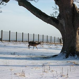 Formosan Sika Deer, Sewerby cliff top paddock 5th February 2012
