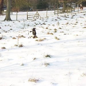 George, elderly African Pygmy Goat, Sewerby 5th February 2012