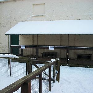 Sewerby Zoo, small yard 5th February 2012