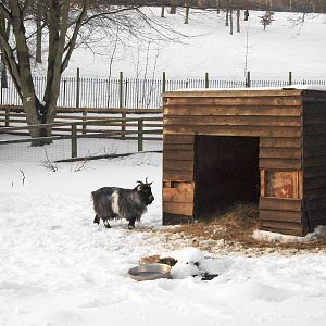 Sewerby Zoo, African Pygmy Goat, 5th February 2012