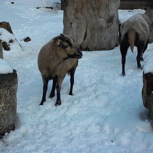 Sewerby Zoo, Cameroon Sheep, 5th February 2012