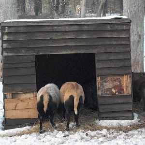 Sewerby Zoo, Cameroon Sheep and African Pygmy Goat, 5th February 2012