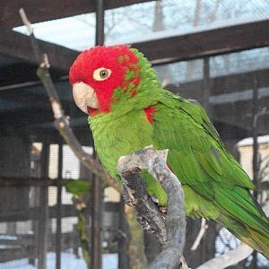 Sewerby Zoo, Red-masked Conure, 5th February 2012