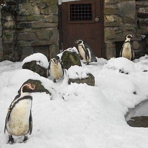 Sewerby Zoo, Humboldt's Penguins, 5th February 2012