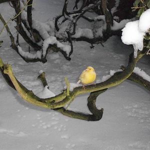 Sewerby Zoo, Canary in Finch Aviary, 5th February 2012