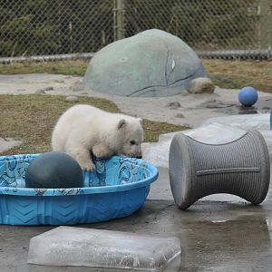 Polar Bear Cub February 2012