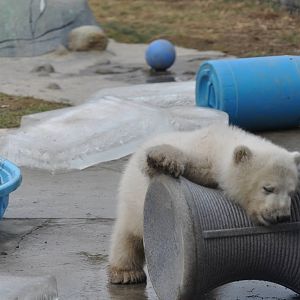 Polar Bear Cub February 2012