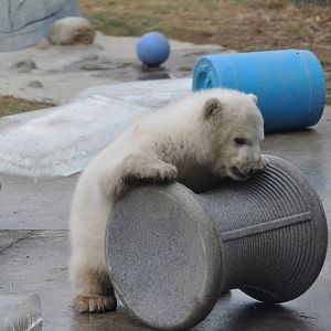 Polar Bear Cub February 2012