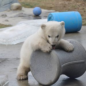 Polar Bear Cub February 2012