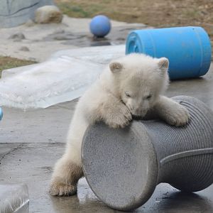 Polar Bear Cub February 2012