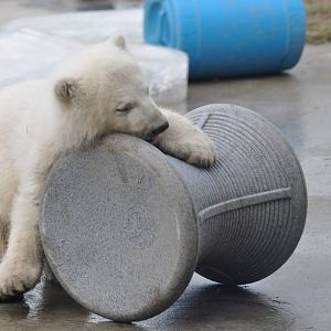 Polar Bear Cub February 2012