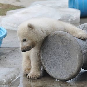 Polar Bear Cub February 2012