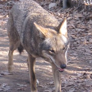 Red Wolf Going For A Run