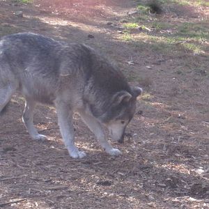 Apache the Timber Wolf