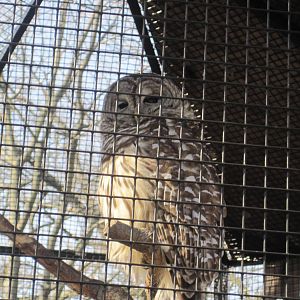 Barred Owl
