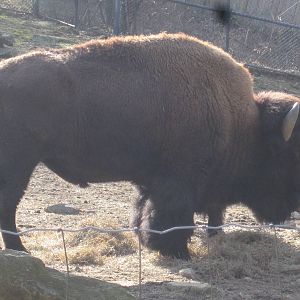 American Bison