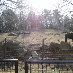 Bison Exhibit