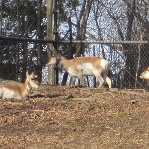 Pronghorn Trio
