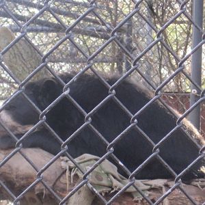Andean Bear in a Tree
