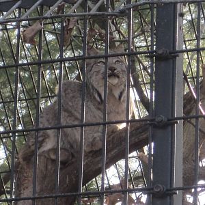 Canada Lynx Up In A Tree