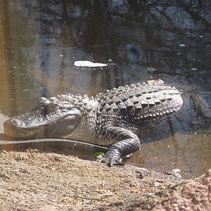 American Alligator