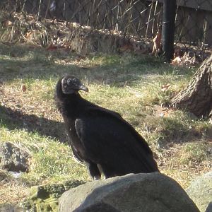 Black Vulture