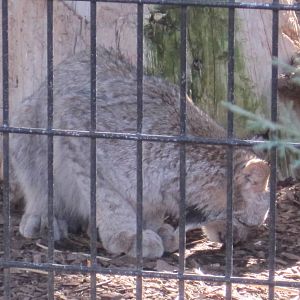 Canada Lynx