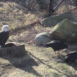 Bald Eagle and Black Vultures
