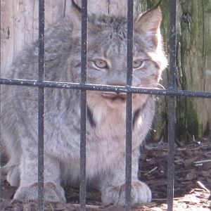 Lynx Stare