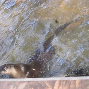 A Nice Swim in the Middle of February