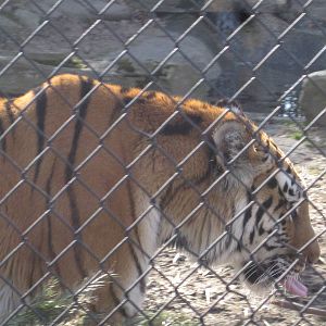 Naka Sticking Her Tongue Out