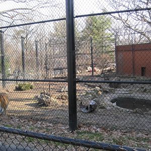 Amur Tiger Exhibit