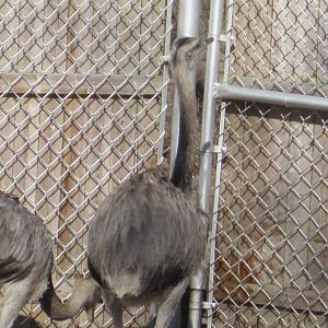 New Greater Rheas