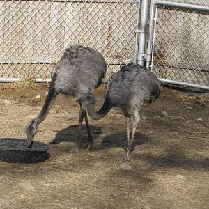 New Greater Rheas