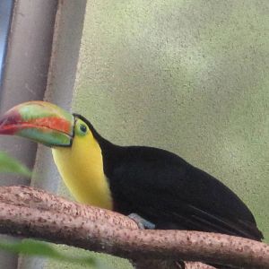 Keel-Billed Toucan
