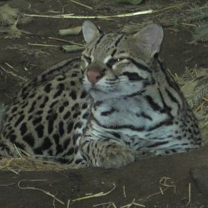 Sleepy Ocelot
