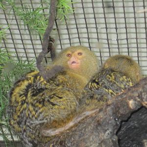 Pygmy Marmosets