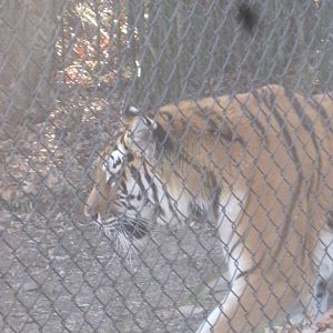 Amur Tiger