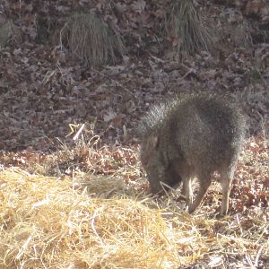 Chacoan Peccary Piglet